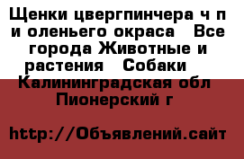 Щенки цвергпинчера ч/п и оленьего окраса - Все города Животные и растения » Собаки   . Калининградская обл.,Пионерский г.
